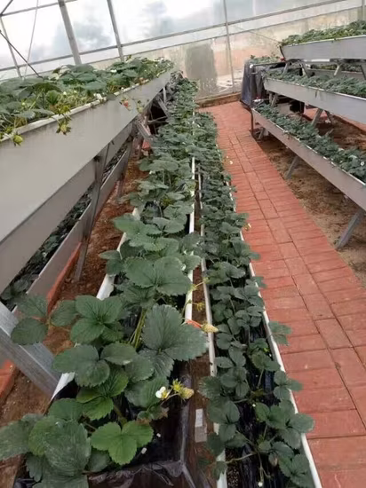 Sistema idroponico verticale di alta qualità Grondaia della serra Sistemi di coltivazione idroponica Nft Gully